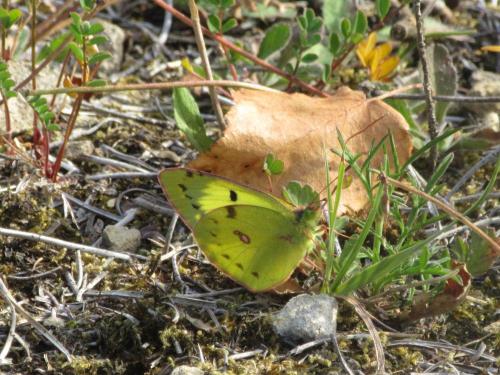 Colias alfacariensis